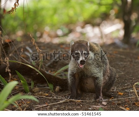 Closeup of Ring-tailed Coati (Nasua nasua) with an open mouth panting in the heat of Costa Rica.