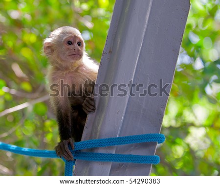 Young capuchin monkey looking