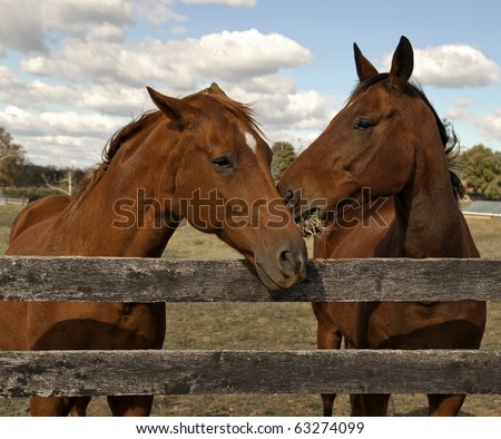 Two beautiful bay horses behind a farm fence surrounded by a blue cloud filled sky.