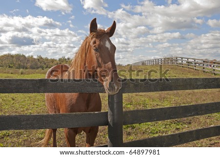Horse Behind