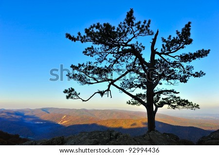 Landscape of a lone tree in silhouette in the Blue Ridge Mountains of Virginia.