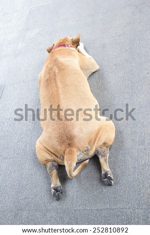 Behind sleep fat dog on floor at sky walk
