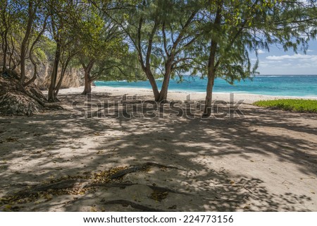 Secluded beach and shaded tree area at Foul Bay on the rugged Atlantic east coast of the Caribbean island of Barbados in the West indies.