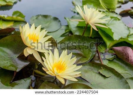 Yellow lotus blossom in the water and green leaf
