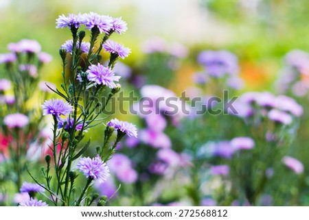 The Margaret purple flowers with Selective focus(Depth of field)