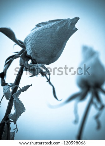 Close-up of dry roses, symbolizing lost love or breaking up.