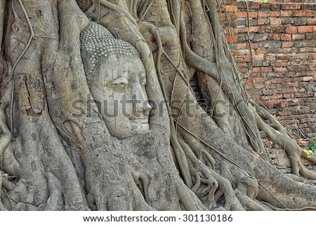Buddha head in root tree at Wat Mahathat. Ayutthaya, Thailand