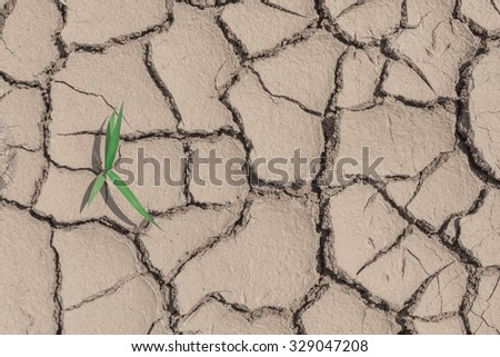 Grass in soil drought cracked texture concept of Taking a stand against the obstacles that come into the side.