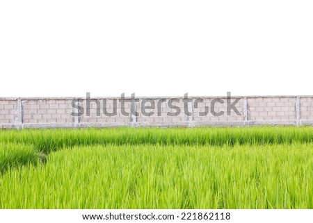 Green rice plants in front of wall  isolated on white background.