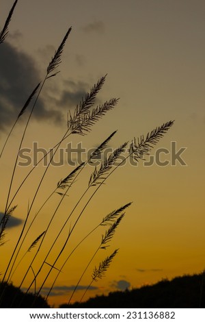 silhouette Fountain Grass flower against a sunset background.