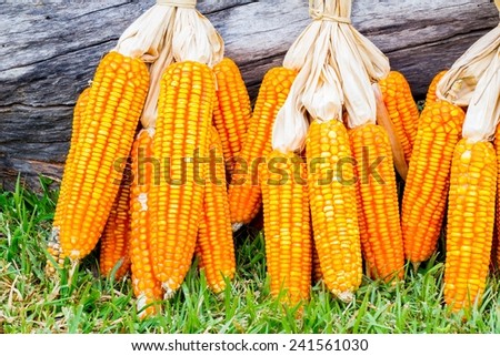 ear of ripe corn on green grass with dead wood log on the back
