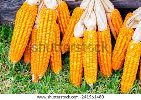 ear of ripe corn on green grass with dead wood log on the back