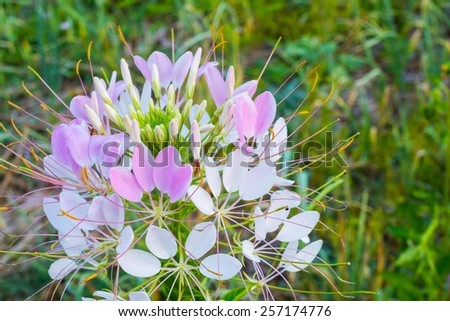close-up Cleome flower (Cleome hassleriana) ,spider flowers, spider plants, spider weeds, soft focus, with dew on the petal, shallow depth of field