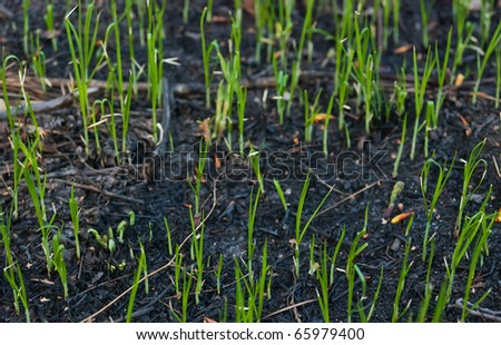 young grass grow on the burnt ground