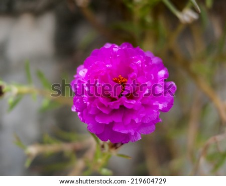 Portulaca  is the flower that well-growth in Asian countries.