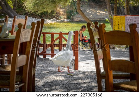 PREVELI, CRETE, Greece - AUGUST 21, 2013: White goose walks in Greek tavern in Preveli, located on Crete island