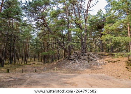 Pine tree forest near Baltic sea in Jurmala, Latvia