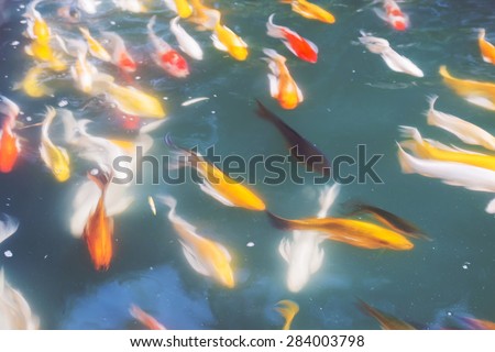Fancy carp fish swim in the pond with slow speed shutter blur effect.