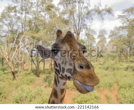 Giraffe showing its tongue