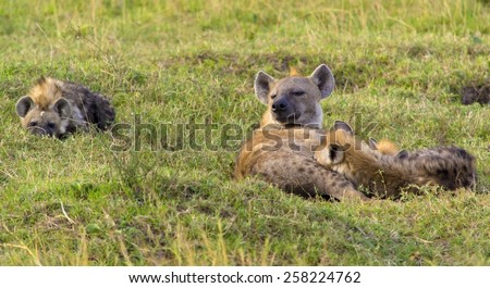 Female spotted hyena with cubs