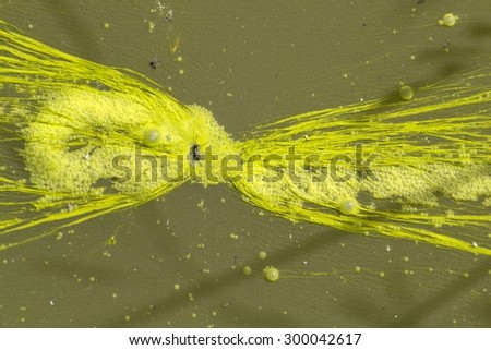 Yellow bacteria colony forming bubbles on contaminated sewage water
