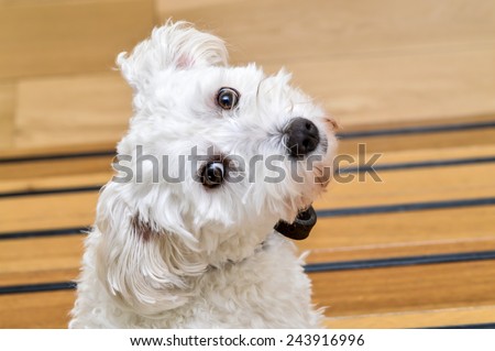 Cute maltezer dog with his head turned