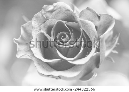 Beautiful black and white rose