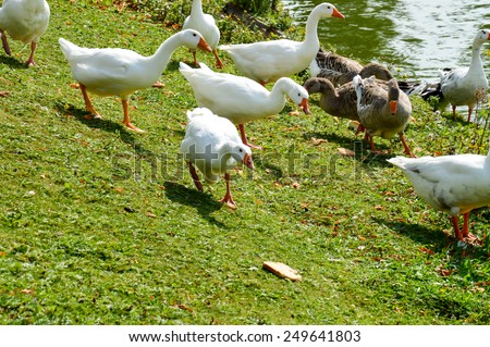 Group of swans eating bread at lake, one swan rushes to bread slice