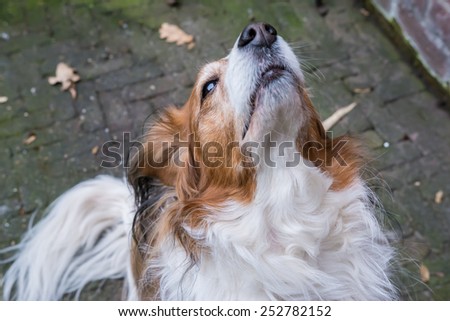 Cute brown and white dog posing with his head in the air. Kooiker race