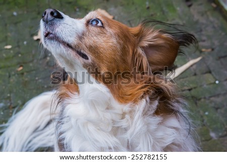 Cute brown and white dog posing with his head in the air, Kooiker race
