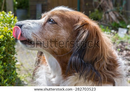Dog posing with his head in the air enjoying the sun and licking his face