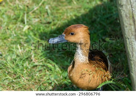 Adult yellow duck standing in grass