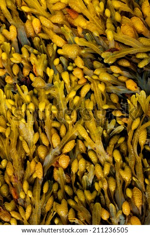 Sea weed pattern