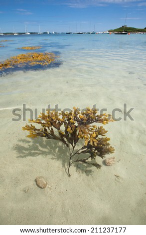 Sea weed floating in the clear waters of the Isles of Scilly.