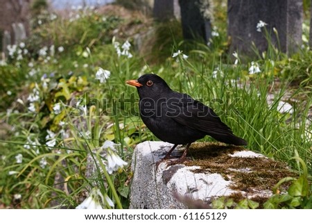 Blackbird in Old Town church yard, St Mary\'s in the Isles of Scilly