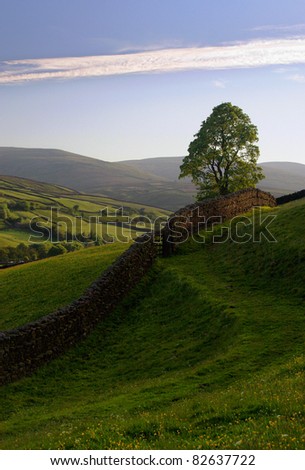 Dry stone wall and lone tree in the Yorkshire Dales