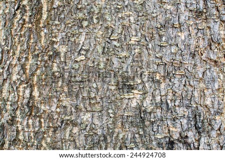 tree bark texture bark texture bark pattern