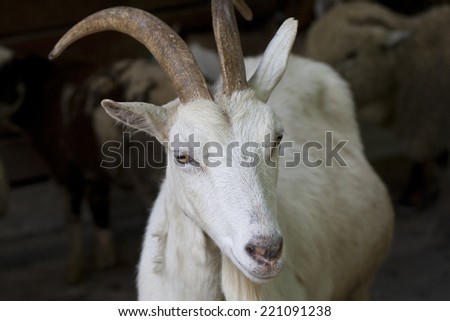 Closeup of an old male horned goat. Surrounded by other farm animal, in the fence