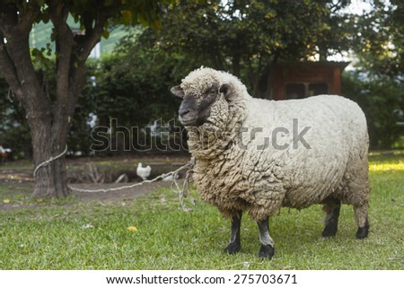 Three year old sheep in farm tied to a tree
