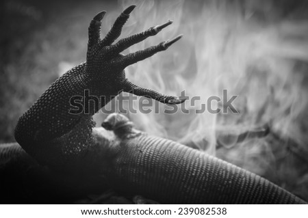 amphibians animal (varanus salvator) was grilled with forest fire (black and white)