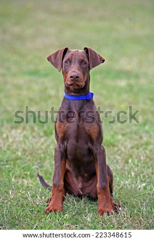 Dobermann Doberman puppy dog