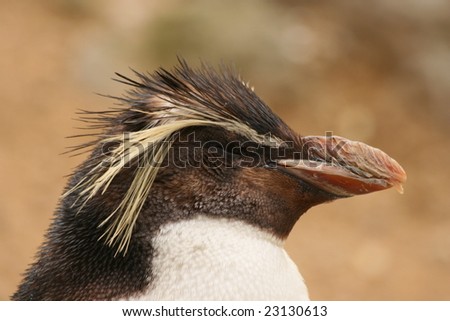 penguin portrait head side view