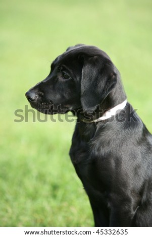 black labrador puppy dog side profile