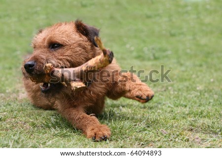 lakeland terrier puppy dog rare breed
