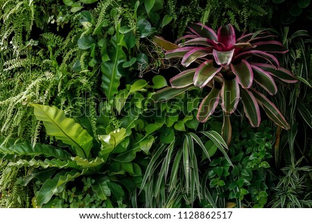 Vertical garden nature backdrop, living green wall of devil's ivy, sword fern, bird's nest fern, colorful leaves bromeliad and different varieties tropical foliage plants on dark background.