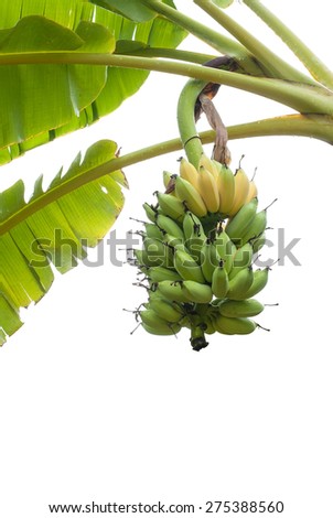 A bunch of ripening bananas hanging on banana tree after rain isolated on white background.