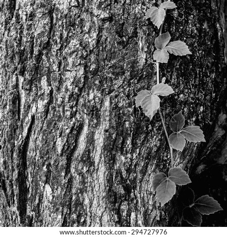 Bark tree texture with wild climbing vine, black and white