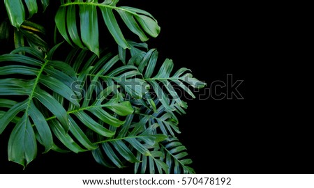 Green leaves of Monstera plant growing in wild, the tropical forest plant, evergreen vine on black background.