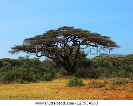 acacia tree  in lake manyara park, tanzania, africa