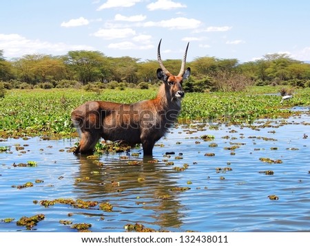 water buck in africa water buck in africa